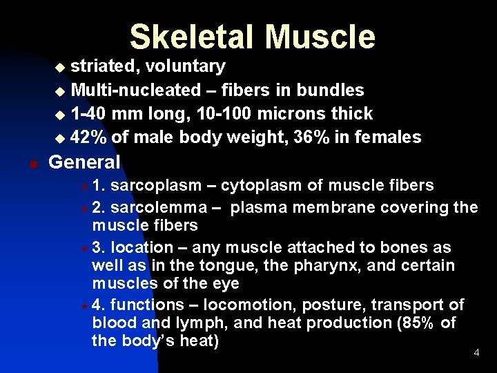 Skeletal Muscle striated, voluntary u Multi-nucleated – fibers in bundles u 1 -40 mm Skeletal Muscle striated, voluntary u Multi-nucleated – fibers in bundles u 1 -40 mm