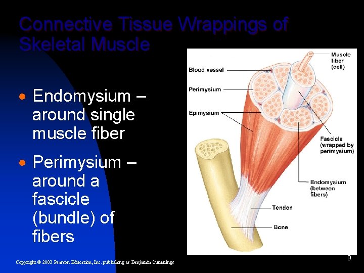 Connective Tissue Wrappings of Skeletal Muscle · Endomysium – around single muscle fiber ·