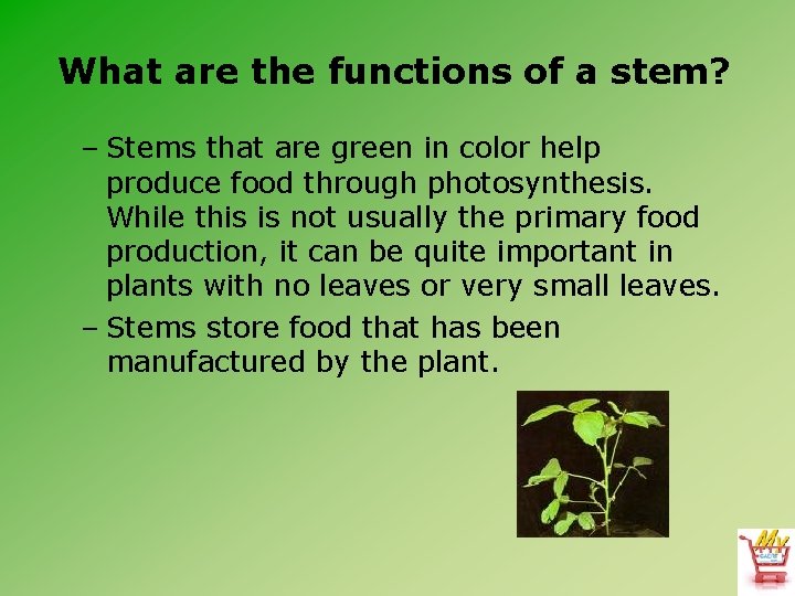 What are the functions of a stem? – Stems that are green in color