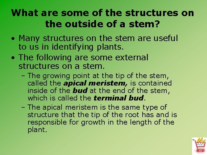 What are some of the structures on the outside of a stem? • Many