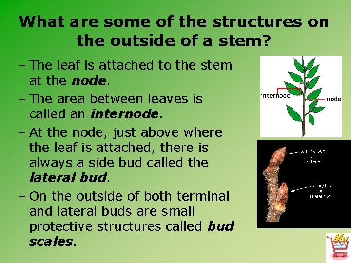 What are some of the structures on the outside of a stem? – The