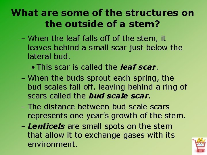 What are some of the structures on the outside of a stem? – When