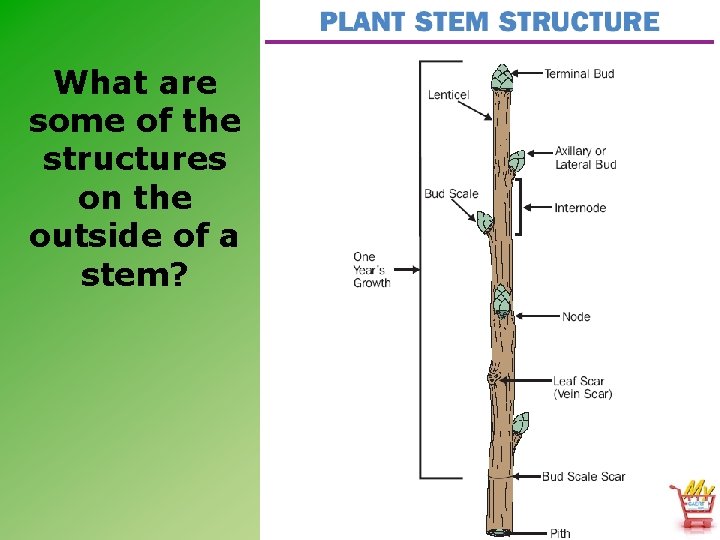 What are some of the structures on the outside of a stem? 