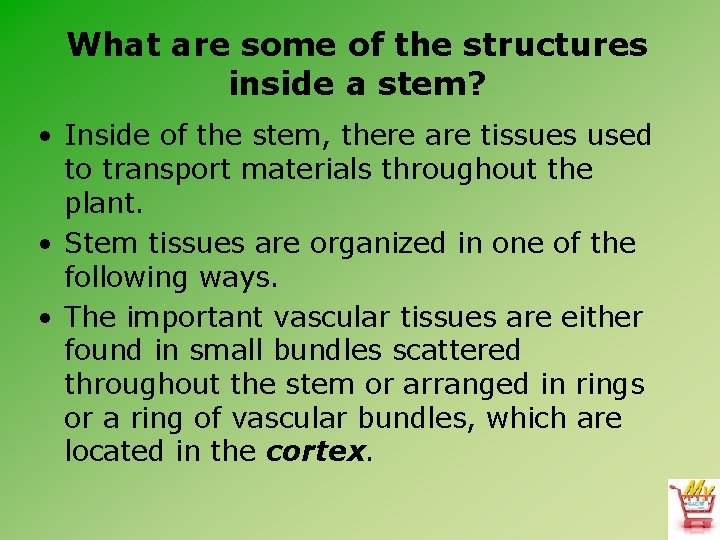 What are some of the structures inside a stem? • Inside of the stem,