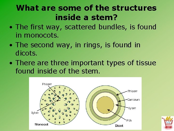 What are some of the structures inside a stem? • The first way, scattered