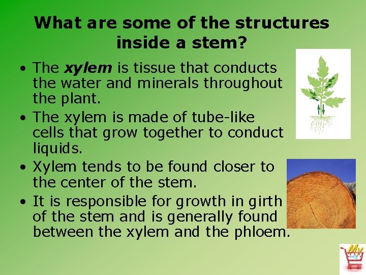 What are some of the structures inside a stem? • The xylem is tissue