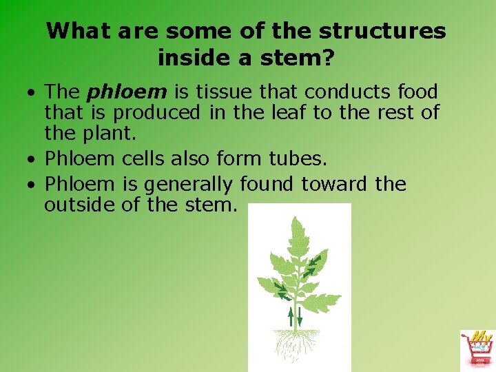 What are some of the structures inside a stem? • The phloem is tissue
