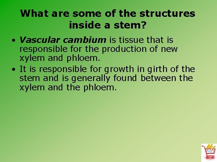 What are some of the structures inside a stem? • Vascular cambium is tissue