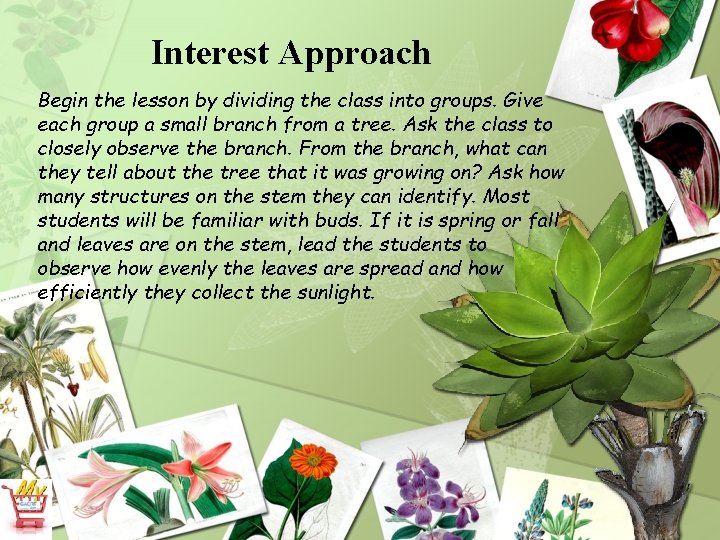 Interest Approach Begin the lesson by dividing the class into groups. Give each group