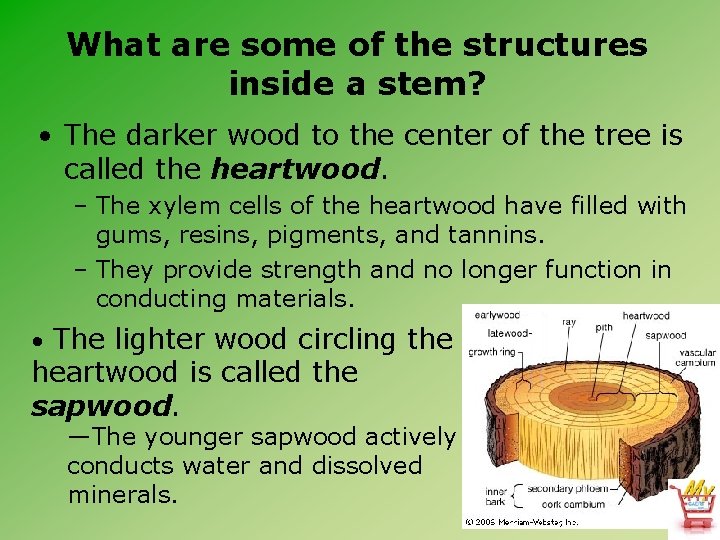 What are some of the structures inside a stem? • The darker wood to