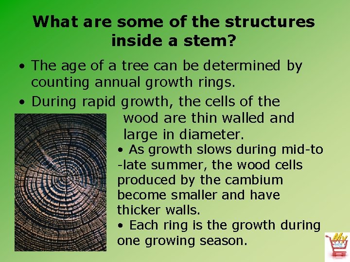 What are some of the structures inside a stem? • The age of a