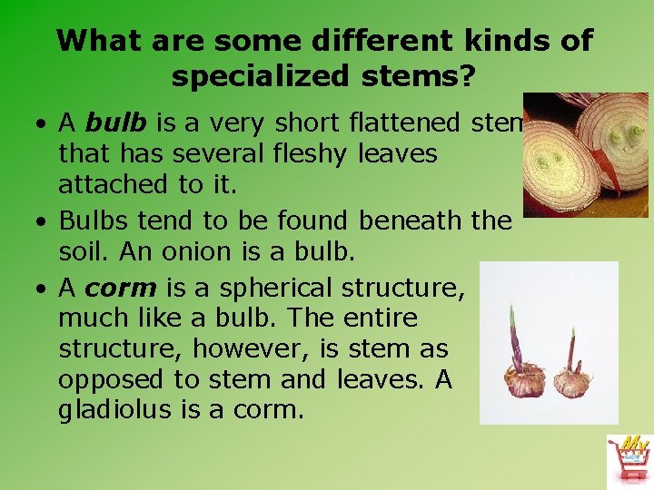 What are some different kinds of specialized stems? • A bulb is a very