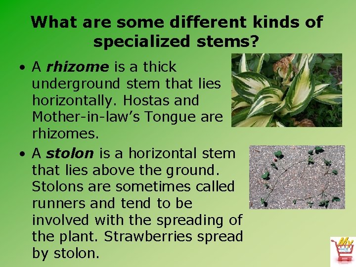 What are some different kinds of specialized stems? • A rhizome is a thick