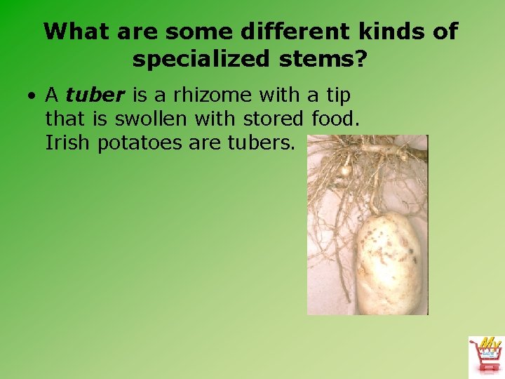 What are some different kinds of specialized stems? • A tuber is a rhizome