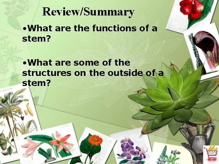 Review/Summary • What are the functions of a stem? • What are some of