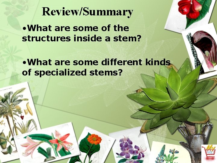 Review/Summary • What are some of the structures inside a stem? • What are