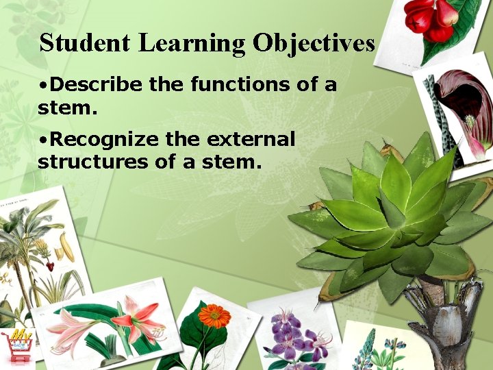 Student Learning Objectives • Describe the functions of a stem. • Recognize the external