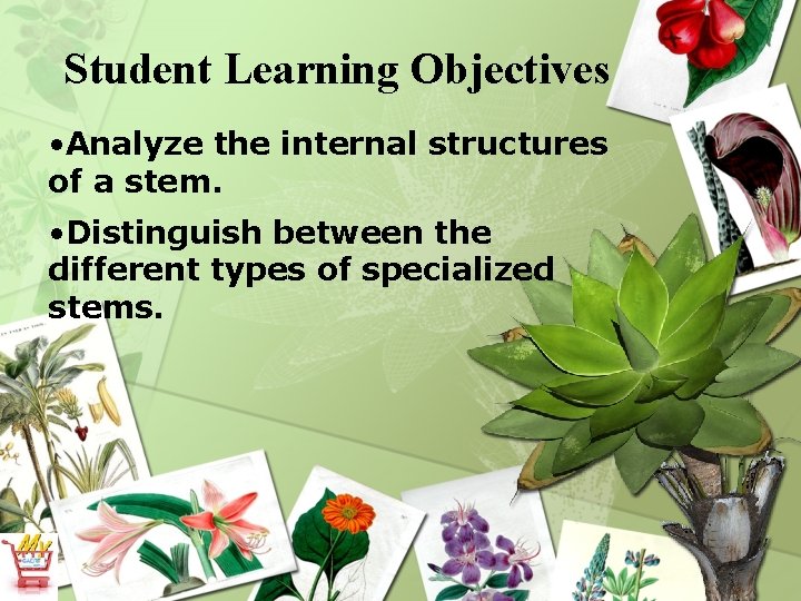 Student Learning Objectives • Analyze the internal structures of a stem. • Distinguish between