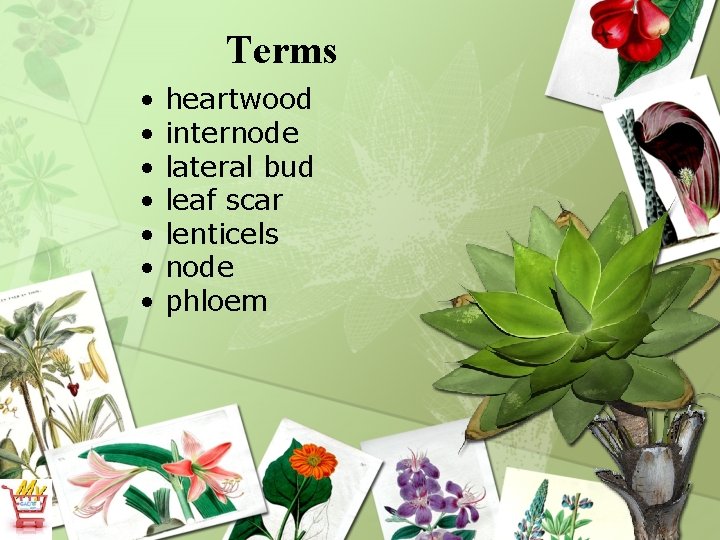 Terms • • heartwood internode lateral bud leaf scar lenticels node phloem 