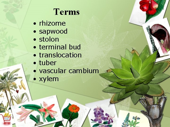 Terms • • rhizome sapwood stolon terminal bud translocation tuber vascular cambium xylem 