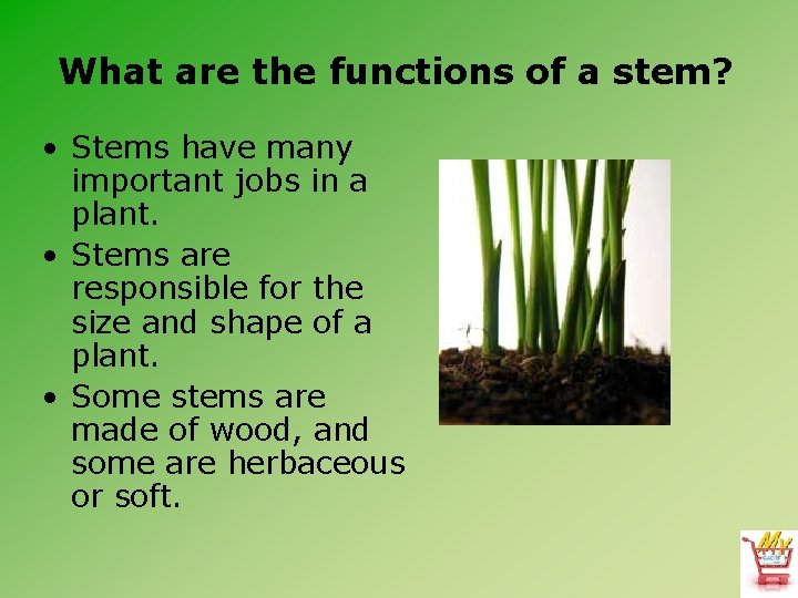 What are the functions of a stem? • Stems have many important jobs in