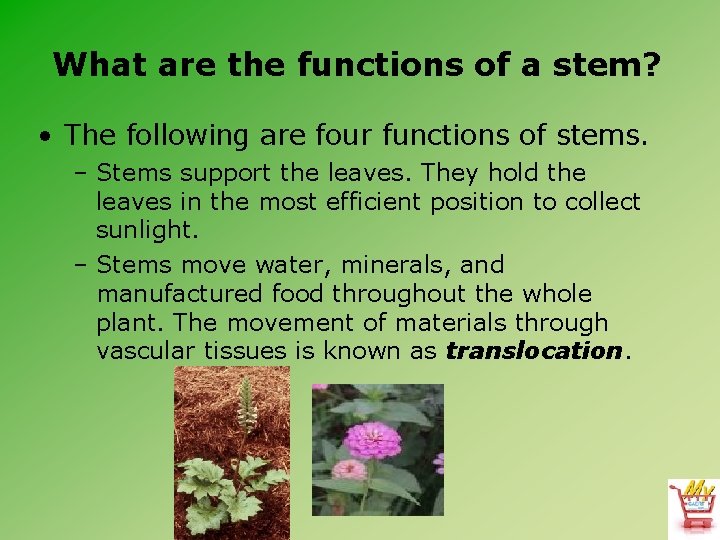 What are the functions of a stem? • The following are four functions of