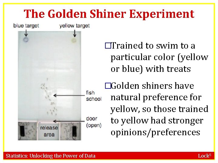 The Golden Shiner Experiment �Trained to swim to a particular color (yellow or blue)