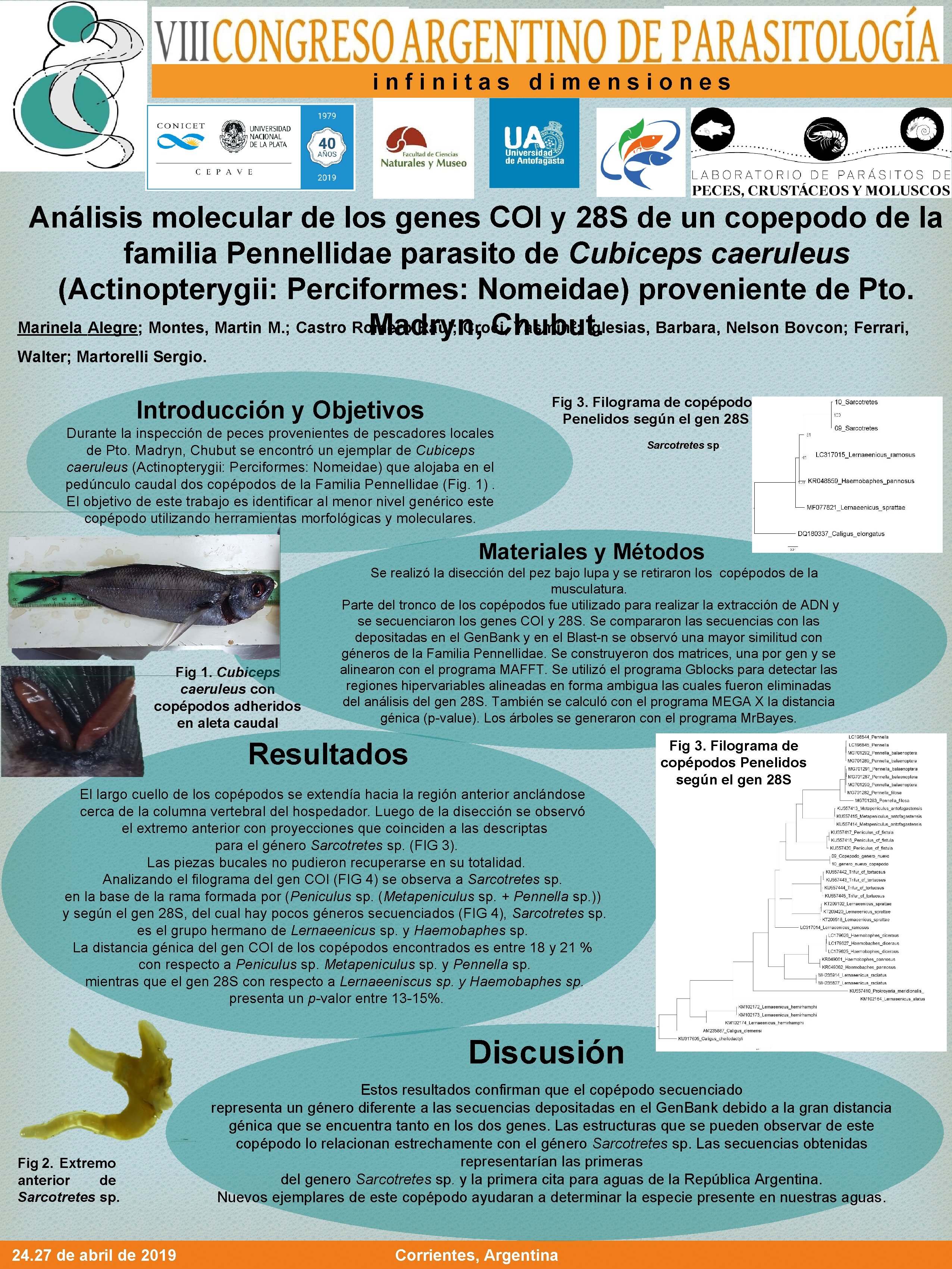 infinitas dimensiones Análisis molecular de los genes COI y 28 S de un copepodo