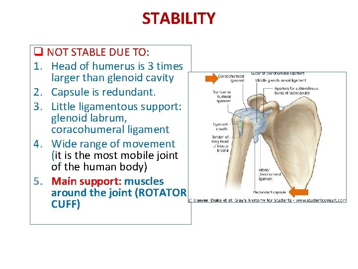 STABILITY q NOT STABLE DUE TO: 1. Head of humerus is 3 times larger