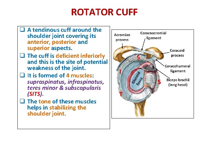 ROTATOR CUFF q A tendinous cuff around the shoulder joint covering its anterior, posterior