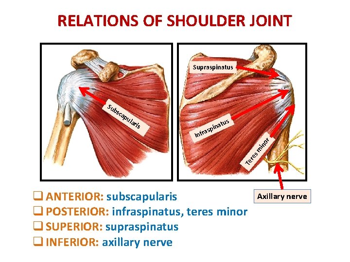 RELATIONS OF SHOULDER JOINT Supraspinatus Su bs ca lar i s Infr a a