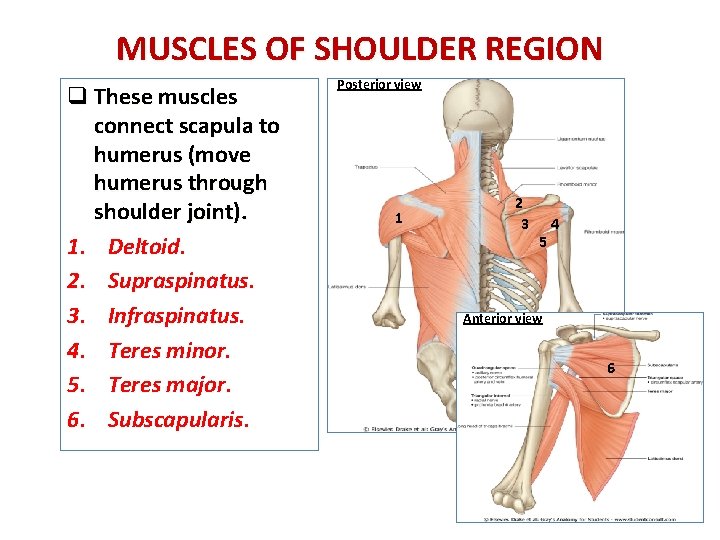 MUSCLES OF SHOULDER REGION q These muscles connect scapula to humerus (move humerus through