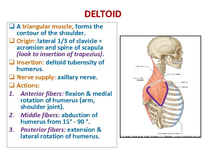 DELTOID q A triangular muscle, forms the contour of the shoulder q Origin: lateral