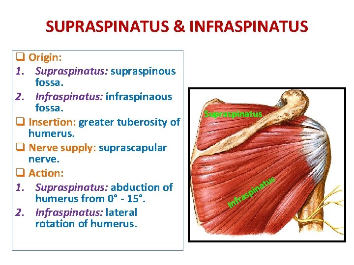 SUPRASPINATUS & INFRASPINATUS q Origin: 1. Supraspinatus: supraspinous fossa. 2. Infraspinatus: infraspinaous fossa. q