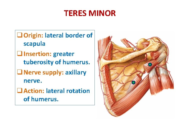 TERES MINOR q Origin: lateral border of scapula q Insertion: greater tuberosity of humerus.