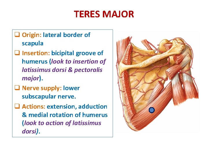 TERES MAJOR q Origin: lateral border of scapula q Insertion: bicipital groove of humerus