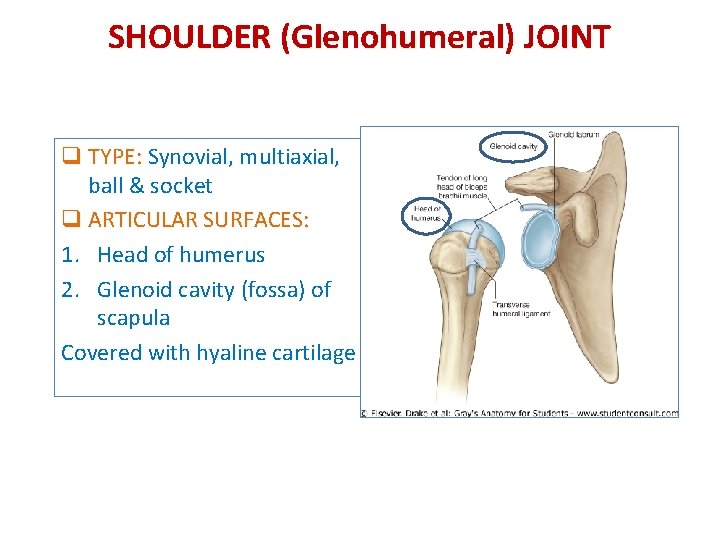 SHOULDER (Glenohumeral) JOINT q TYPE: Synovial, multiaxial, ball & socket q ARTICULAR SURFACES: 1.