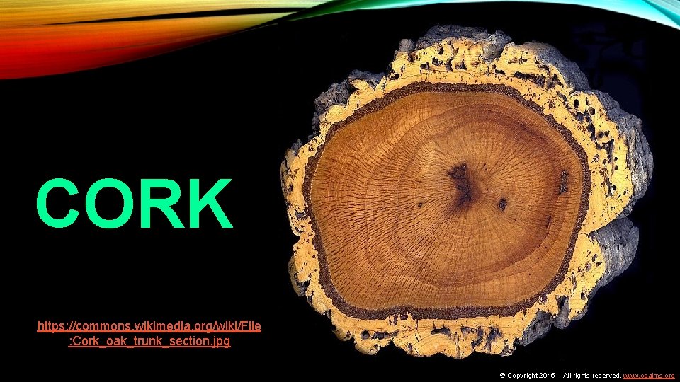 CORK https: //commons. wikimedia. org/wiki/File : Cork_oak_trunk_section. jpg © Copyright 2015 – All rights