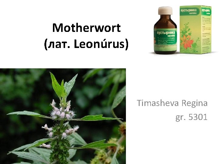 Motherwort (лат. Leonúrus) Timasheva Regina gr. 5301 