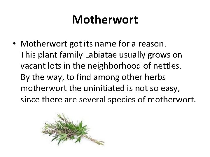 Motherwort • Motherwort got its name for a reason. This plant family Labiatae usually
