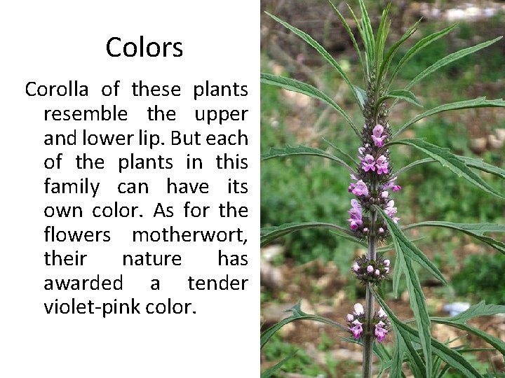 Colors Corolla of these plants resemble the upper and lower lip. But each of
