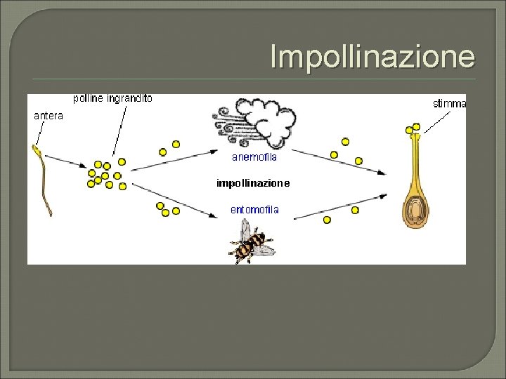 Impollinazione 