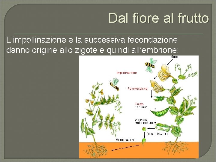 Dal fiore al frutto L’impollinazione e la successiva fecondazione danno origine allo zigote e