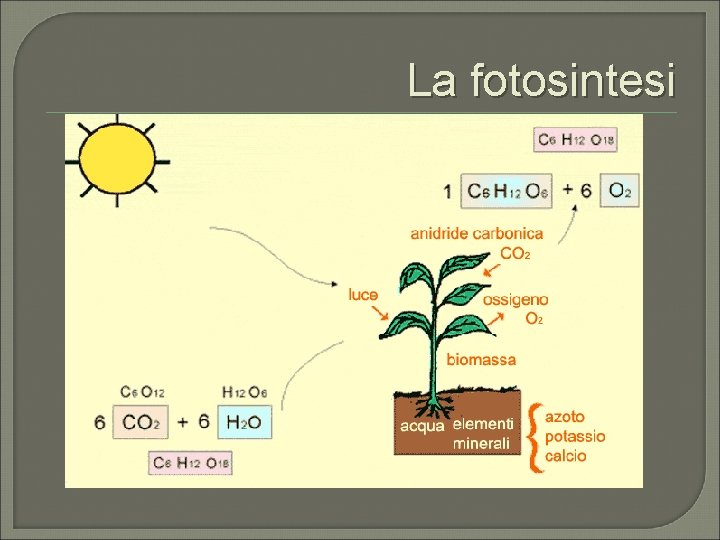 La fotosintesi 