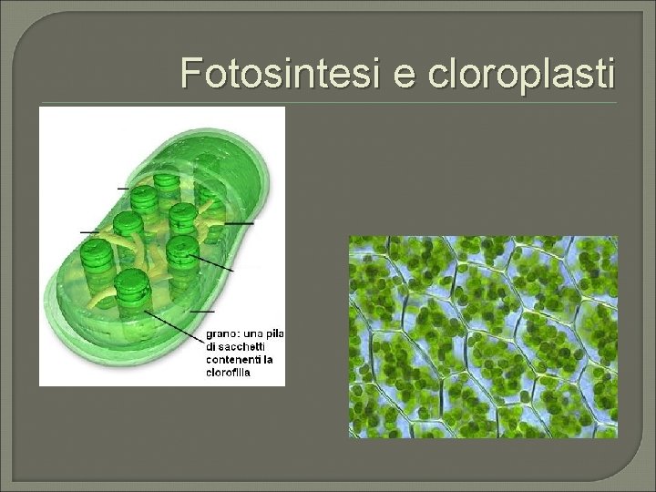 Fotosintesi e cloroplasti 