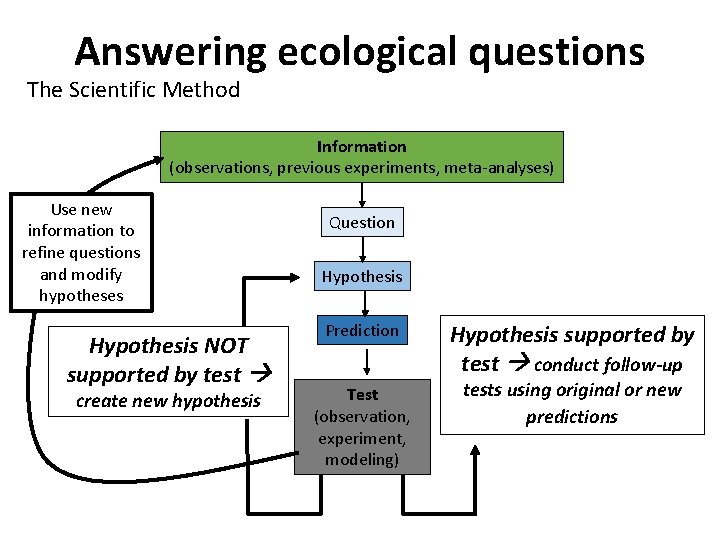 Answering ecological questions The Scientific Method Information (observations, previous experiments, meta-analyses) Use new information