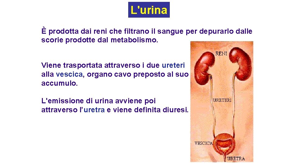 L'urina È prodotta dai reni che filtrano il sangue per depurarlo dalle scorie prodotte