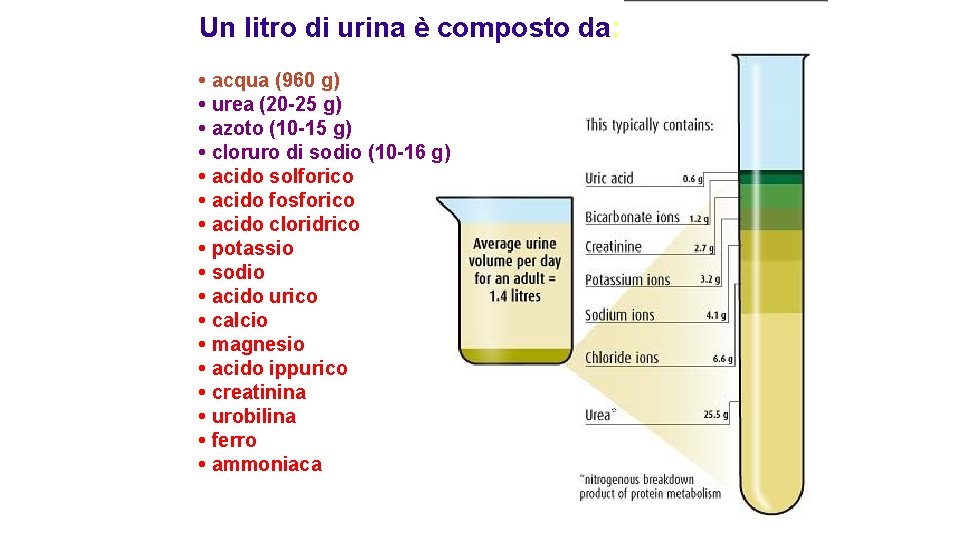 Un litro di urina è composto da: • acqua (960 g) • urea (20