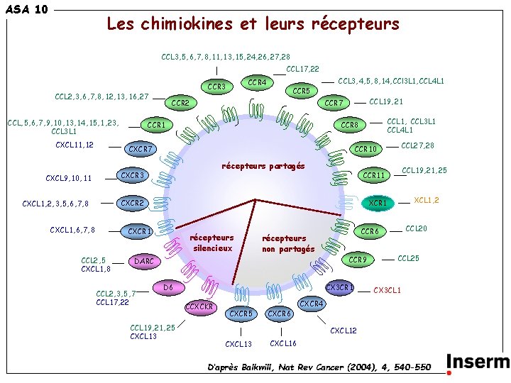 ASA 10 Les chimiokines et leurs récepteurs CCL 3, 5, 6, 7, 8, 11,