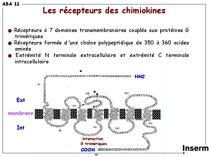 12 ASA 11 Les récepteurs des chimiokines Récepteurs à 7 domaines transmembranaires couplés aux